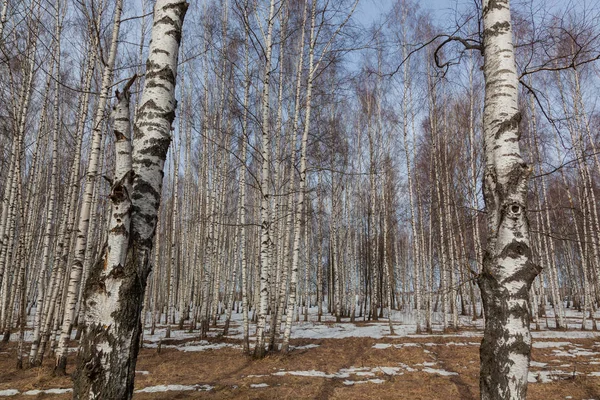 Birch Grove Στις Αρχές Της Άνοιξης — Φωτογραφία Αρχείου