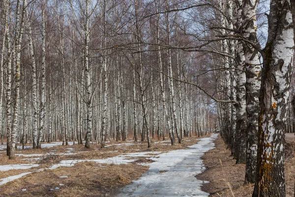 Birch Grove Στις Αρχές Της Άνοιξης — Φωτογραφία Αρχείου