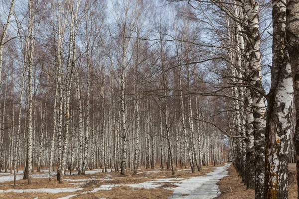 Birch Grove Στις Αρχές Της Άνοιξης — Φωτογραφία Αρχείου