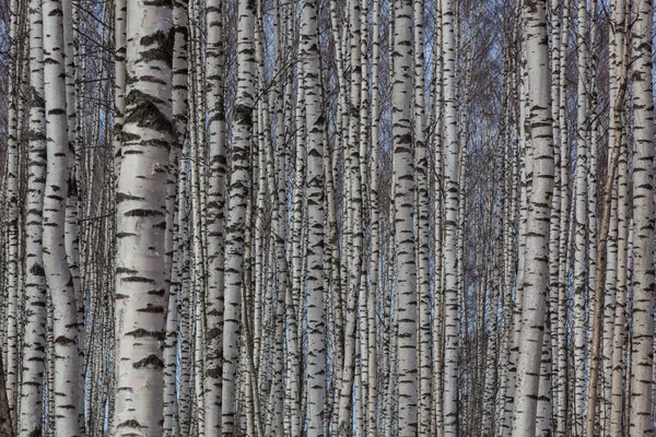 Birch Grove Early Spring Starting — Stock Photo, Image