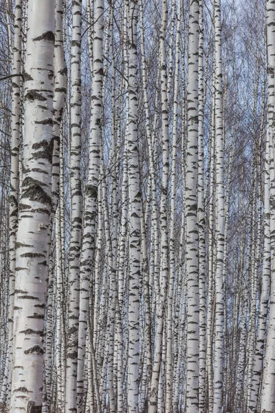 İlkbaharın başlarında Birch Grove