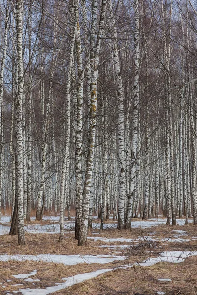 İlkbaharın başlarında Birch Grove