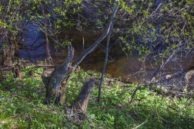 Bahar ormanı arka planında nehir kıyısında.