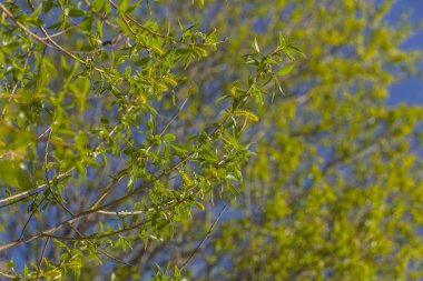Ağaçlar gökyüzüne karşı bahar yaprakları