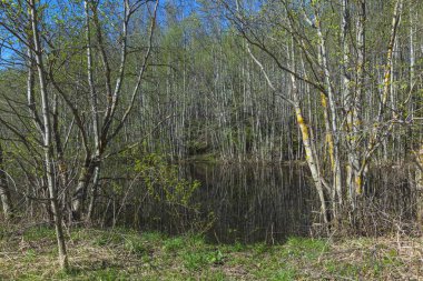 Siyah su birikintisi bahar orman içinde