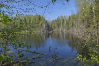 Siyah su birikintisi bahar orman içinde
