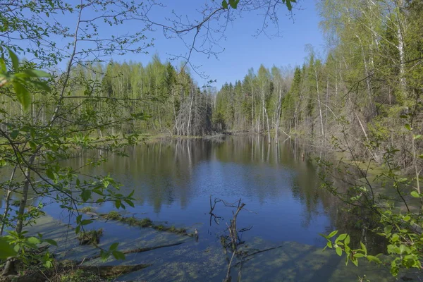 Siyah su birikintisi bahar orman içinde