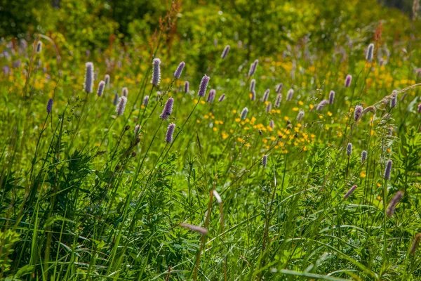 Russische Wildblumen Und Grüne Gräser — Stockfoto