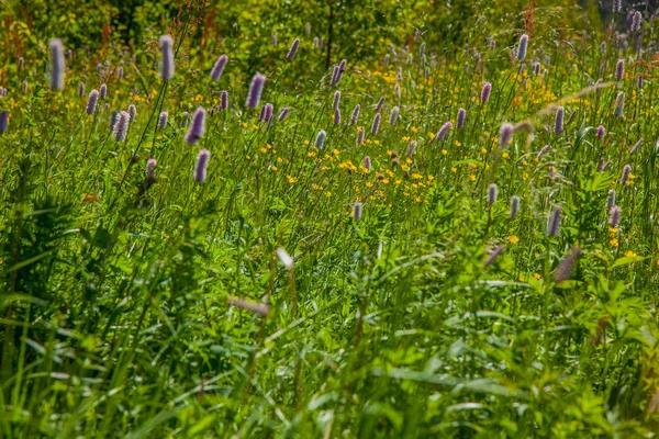 Russische Wildblumen Und Grüne Gräser — Stockfoto