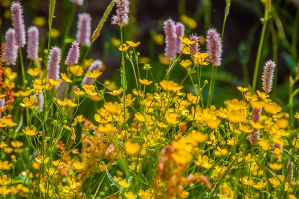 Amarelo Flores Silvestres Natureza Textura Fundo — Fotografia de Stock