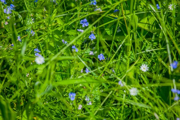 Russische Wildblumen Und Grüne Gräser — Stockfoto