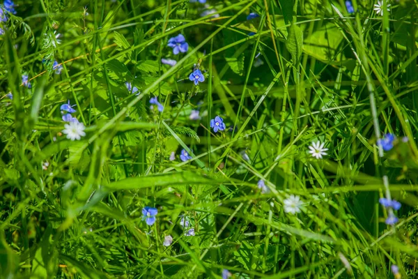 Russische Wildblumen Und Grüne Gräser — Stockfoto