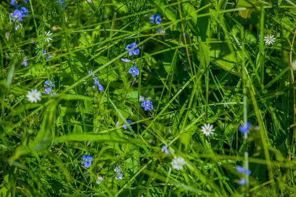 Russische Wildblumen Und Grüne Gräser — Stockfoto