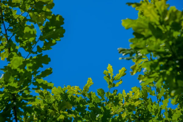 Young oak leaves against the blue sky