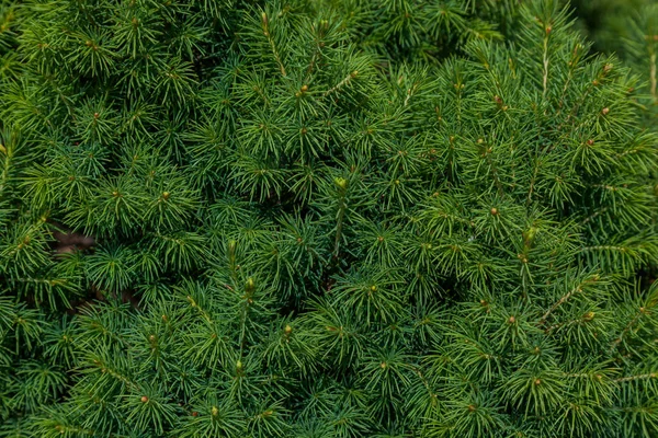 Tekstura Zielonych Gałęzi Fir Tła — Zdjęcie stockowe