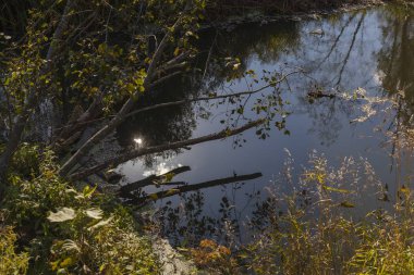 Forest River in the autumn forest landscape