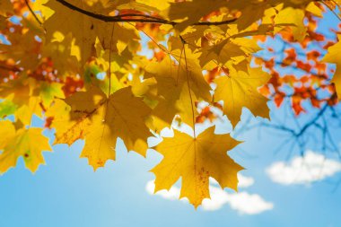Sarı kırmızı akçaağaç yaprakları mavi gökyüzünün arka planında