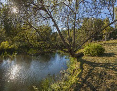 Forest River in the autumn forest landscape