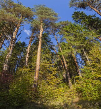 Mavi gökyüzünün altındaki çam ormanı