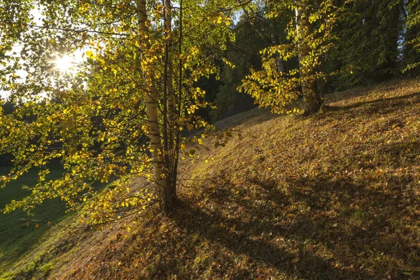 Ray Sunshine Pine Forest Background — Stock Photo, Image