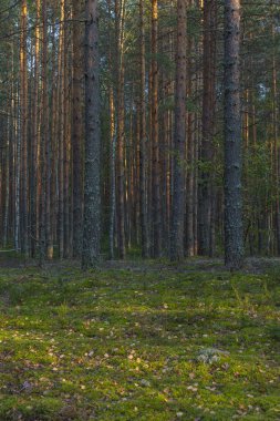 Çam ormanı ve moss