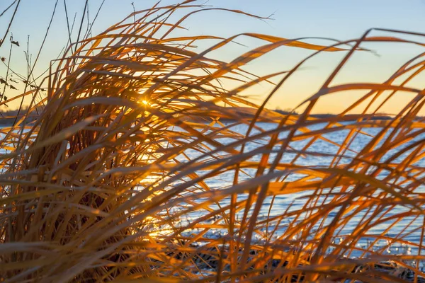 Hierba Viento Puesta Sol Amarilla — Foto de Stock