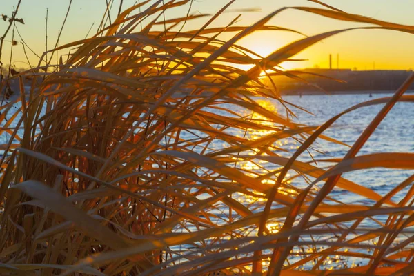 Rüzgardaki Çimenler Sarı Günbatımı — Stok fotoğraf