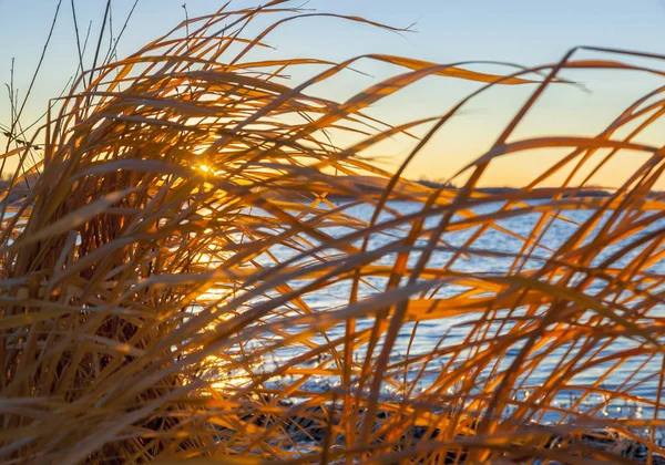 Grama Vento Pôr Sol Amarelo — Fotografia de Stock