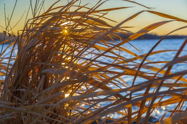 Hierba Viento Puesta Sol Amarilla — Foto de Stock