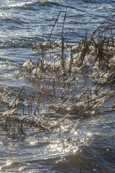 Das Erste Eis Auf Gras Wasser — Stockfoto