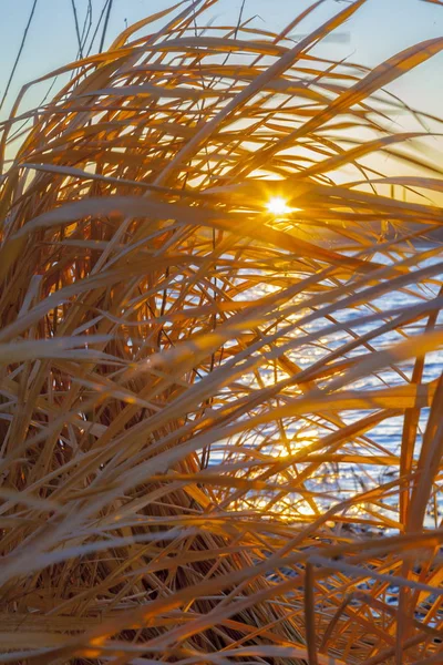 Trawa Wietrze Żółty Zachód Słońca — Zdjęcie stockowe