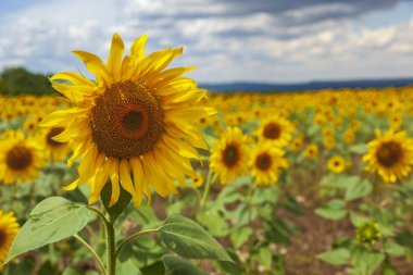 Açık güneşte şarap fıçıları