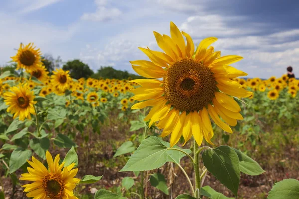 Açık güneşte şarap fıçıları