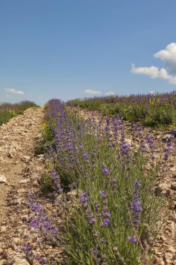 Mavi gökyüzünün altındaki tepelerde lavanta tarlaları