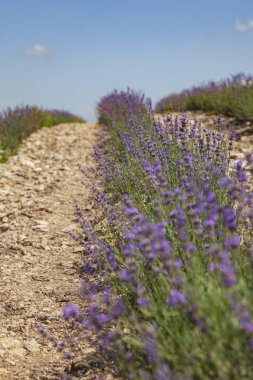 Mavi gökyüzünün altındaki tepelerde lavanta tarlaları