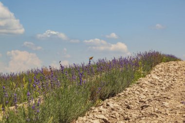 Mavi gökyüzünün altındaki tepelerde lavanta tarlaları