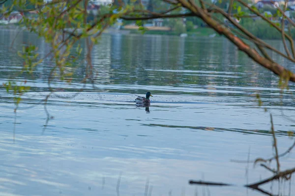 Enten Auf Dem Wasser Der Wolga — Stockfoto