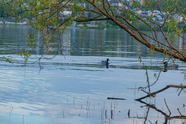 Patos Água Rio Volga — Fotografia de Stock