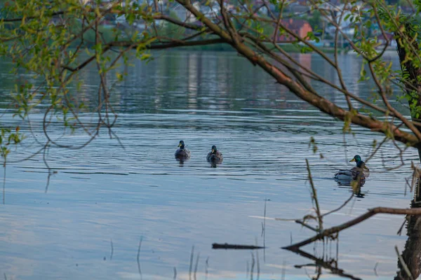 Enten Auf Dem Wasser Der Wolga — Stockfoto