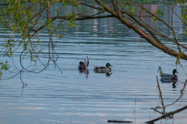 Patos Agua Río Volga — Foto de Stock