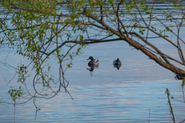 Eenden Het Water Wolga Rivier — Stockfoto