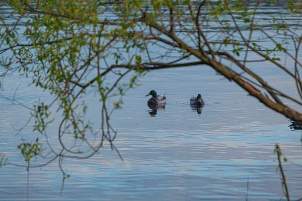 Enten Auf Dem Wasser Der Wolga — Stockfoto