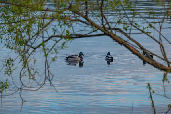 Enten Auf Dem Wasser Der Wolga — Stockfoto