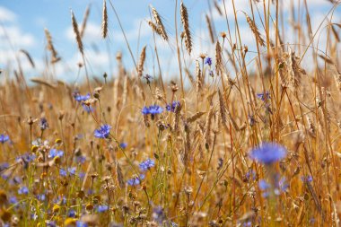 Mavi gökyüzüne karşı kır çiçekleri ve saplar