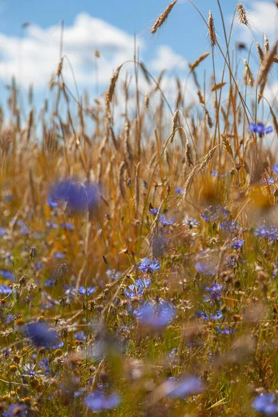 Orelhas Amarelas Azul Cornflowers Fundo — Fotografia de Stock