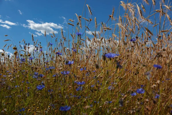Wildblumen Und Stängel Gegen Den Blauen Himmel — Stockfoto