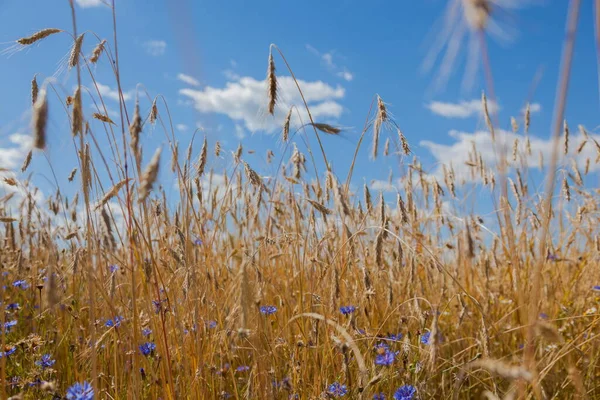 Gelbe Ähren Und Blaue Kornblumen Hintergrund — Stockfoto