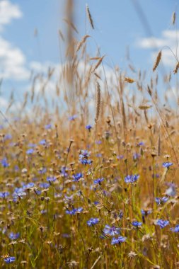 Sarı kulaklar ve mavi çiçek arka planı