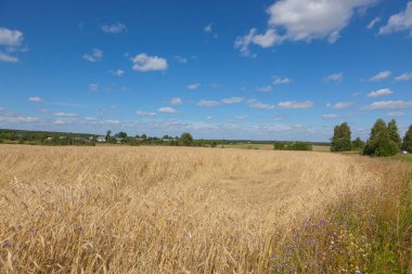Olgun tahıl sapları tarlası