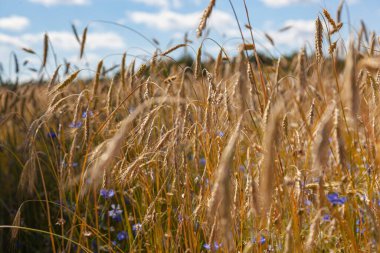 Gökyüzüne karşı çimenler ve saplar